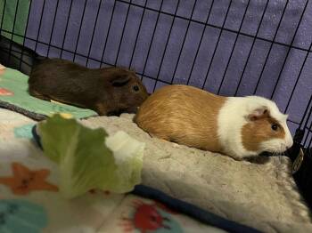 Rescue Short Haired Guinea Pigs for Adoption in Wellington, Colorado - Boyo And Nugget | PetCurious